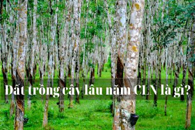 Đất CLN là gì? Có thể chuyển nhượng, xây nhà, lên thổ cư được không?