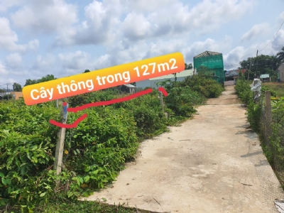 SIÊU HỜI!!! 850 TR có luôn 127 M2 Cây Thông Trong, sổ hiện đường, sau quán Cafe Cây Đa